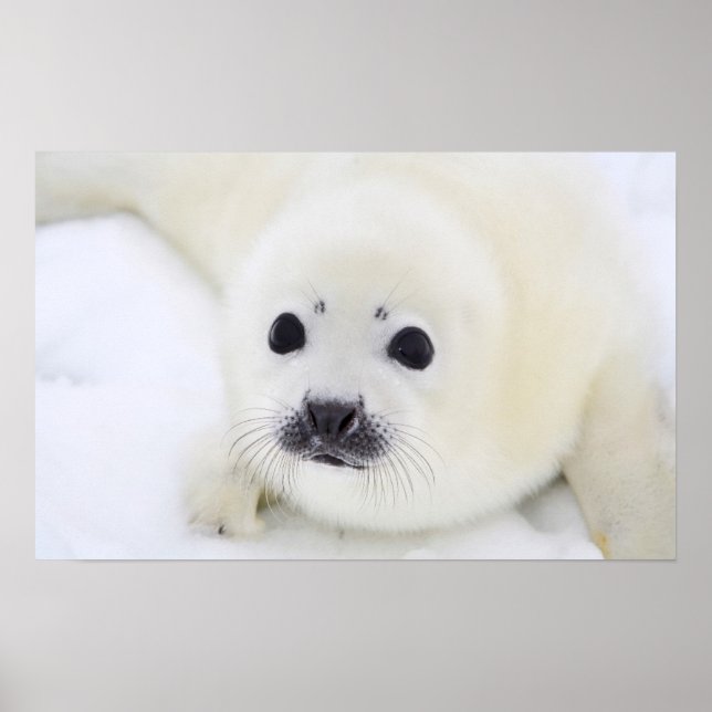 Baby harp seal pup on ice of the White Sea Poster (Front)