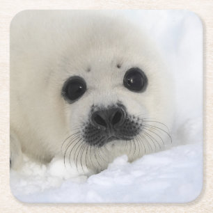 Baby Harp Seal Square Paper Coaster