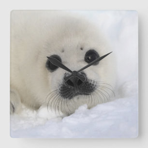Baby Harp Seal Square Wall Clock