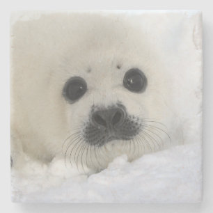 Baby Harp Seal Stone Coaster