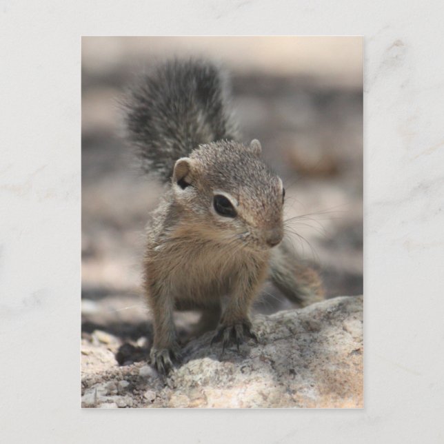 Baby Harris' Antelope Squirrel Postcard (Front)