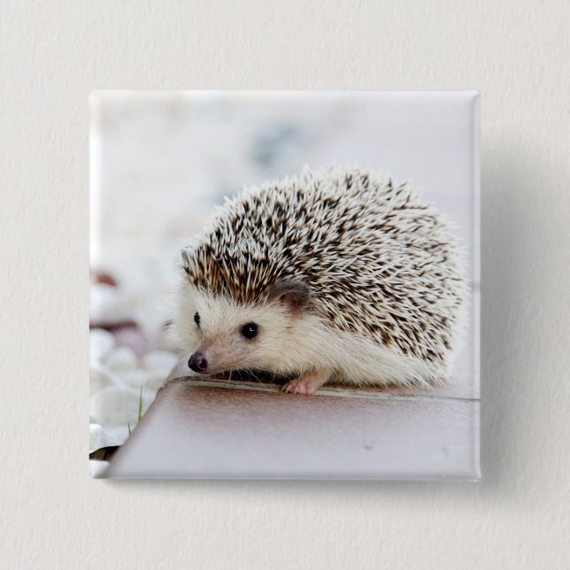 Baby Hedgehog 15 Cm Square Badge (Front)