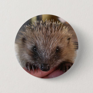 Baby Hedgehog Button