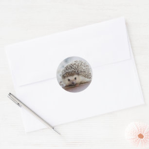 Baby hedgehog  classic round sticker