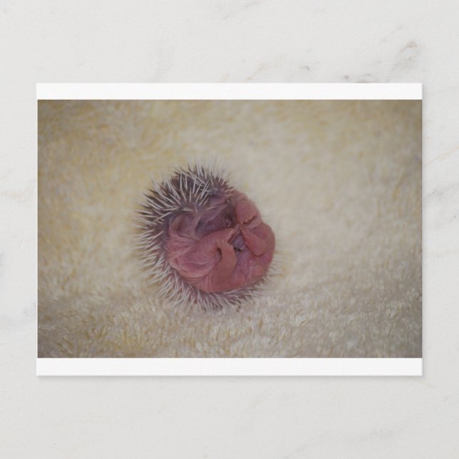 Baby Hedgehog Postcard (Front)