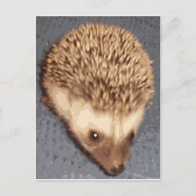 baby hedgehog postcard (Front)