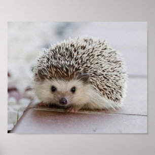 Baby hedgehog   poster