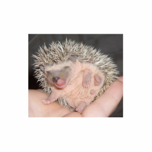 Baby Hedgehog Sculpture Standing Photo Sculpture