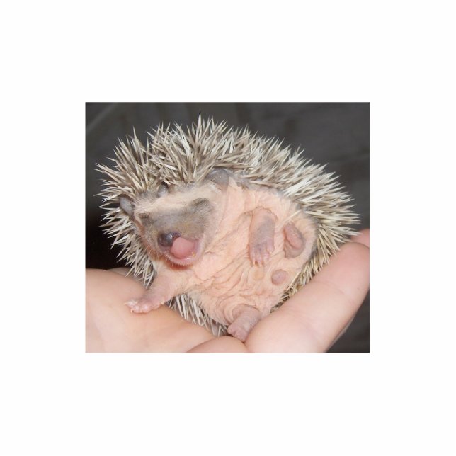 Baby Hedgehog Sculpture Standing Photo Sculpture (Front)