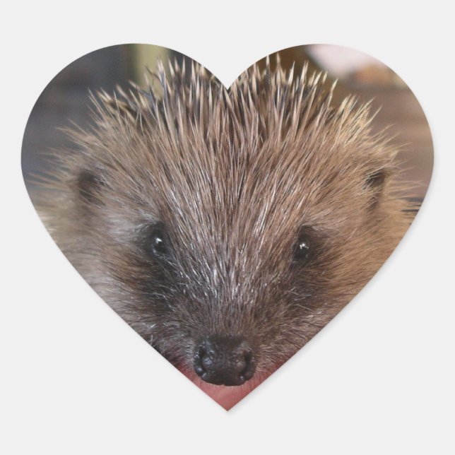 Baby Hedgehog Sticker (Front)