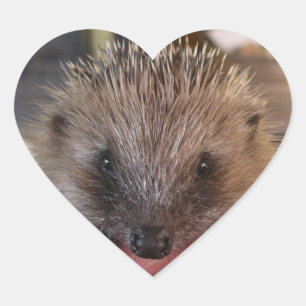 Baby Hedgehog Sticker