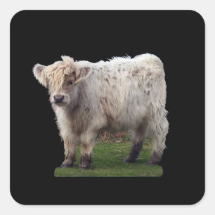 Baby Highland "Moo" Cow Cute Farm Animal Art Square Sticker