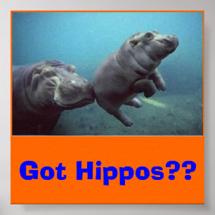 baby-hippo, Got Hippos?? Poster