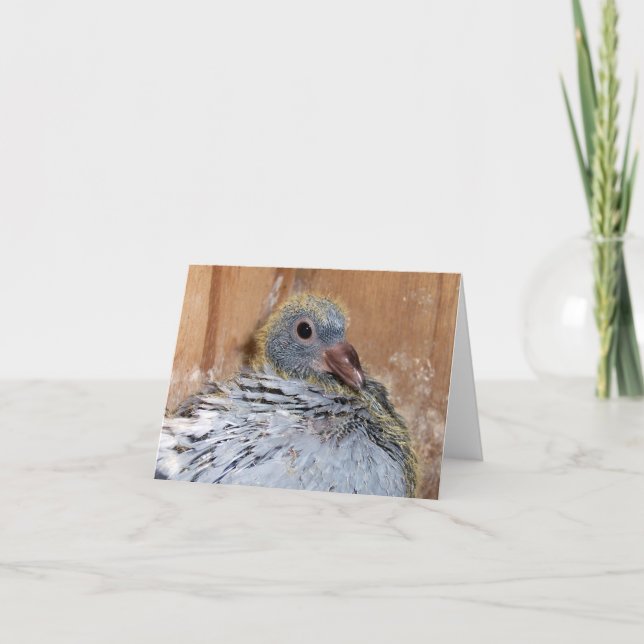 Baby Homing Pigeon Notecard (Front)
