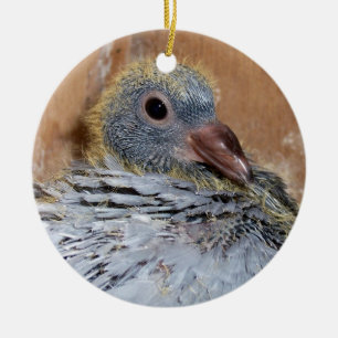 Baby Homing Pigeon Ornament