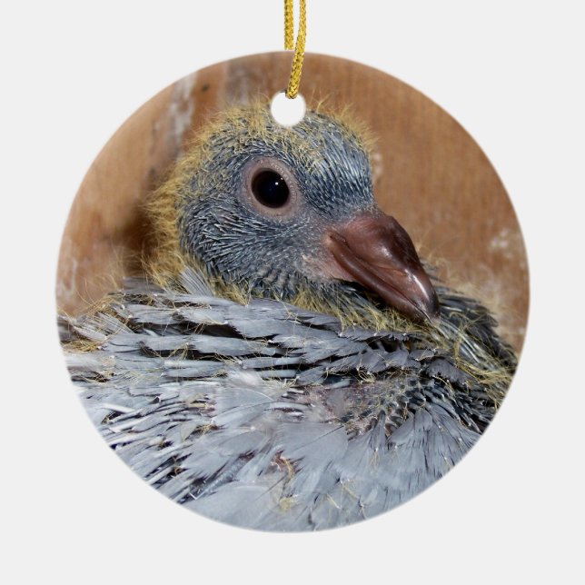 Baby Homing Pigeon Ornament (Front)