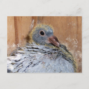Baby Homing Pigeon Postcard