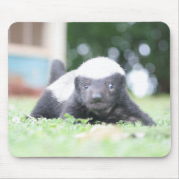 Baby honey badger mouse mat