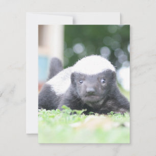 Baby honey badger on green grass photograph card