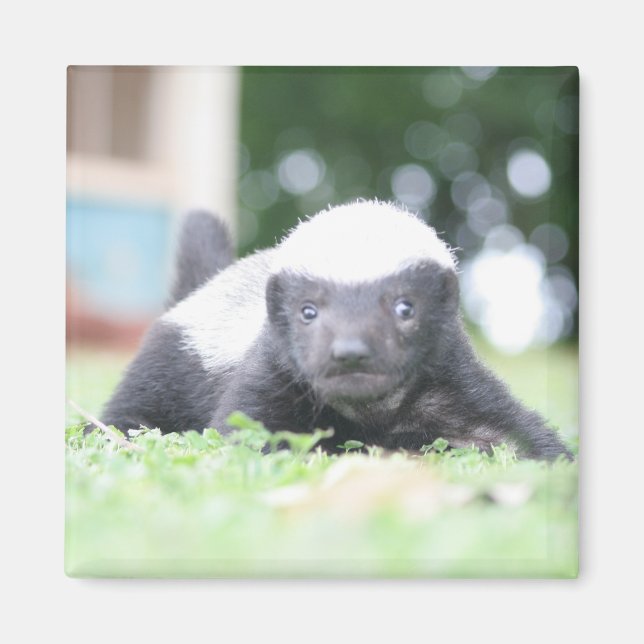 Baby honey badger on green grass photograph magnet (Front)