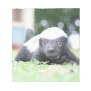 Baby honey badger on green grass photograph notepad