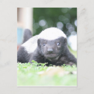 Baby honey badger postcard