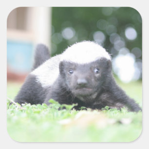 Baby honey badger square sticker