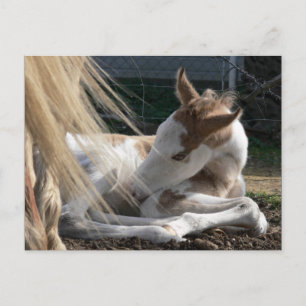 Baby Horse Postcard