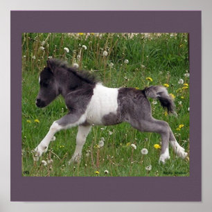 Baby Horse Poster #2