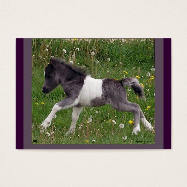 Baby Horse Profile Card (Front)