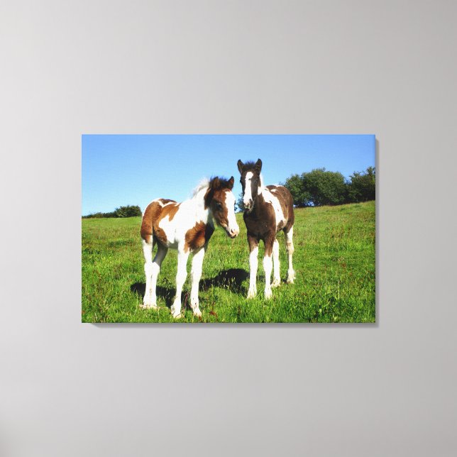 Baby Horses Two Colts Cute Fowls Canvas Print (Front)