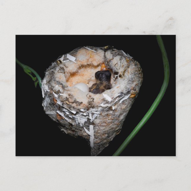 Baby Hummingbird Postcard (Front)