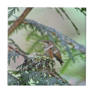 Baby Hummingbird Sticking Out Its Tongue Tile