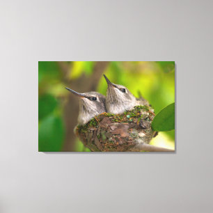 Baby hummingbirds canvas print