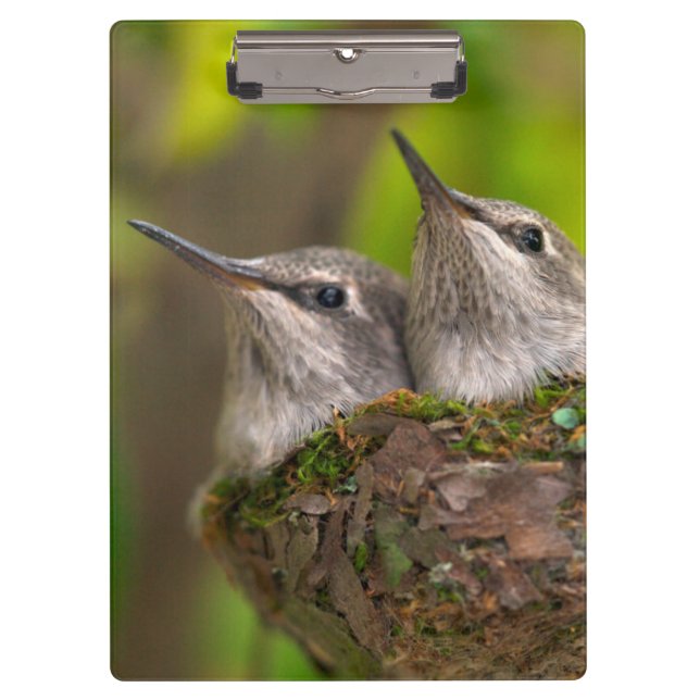Baby hummingbirds clipboard (Front)