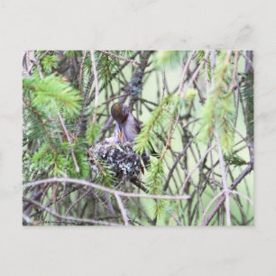 Baby Hummingbirds in a Nest Postcard