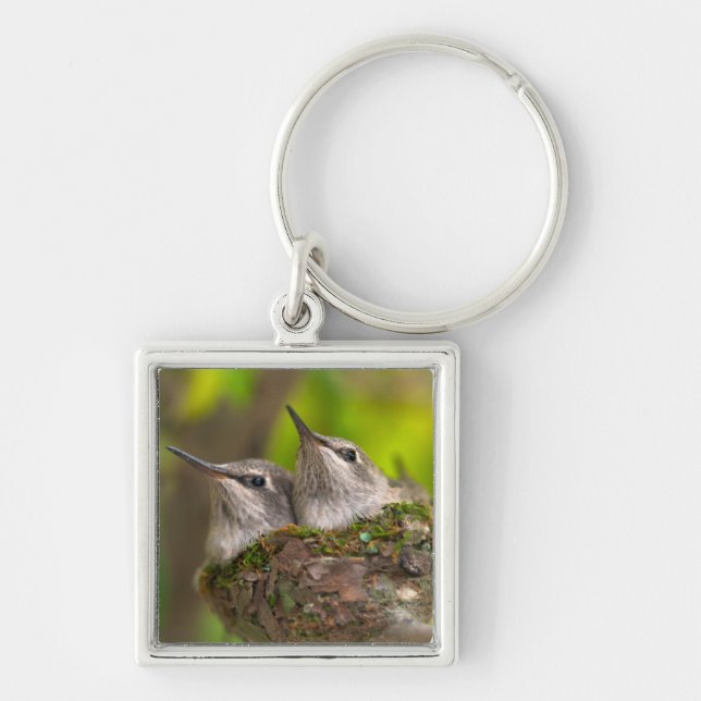 Baby hummingbirds key ring (Front)