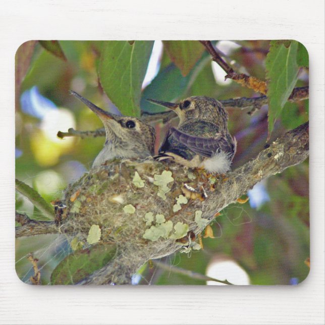 Baby hummingbirds - Mousepad (Front)