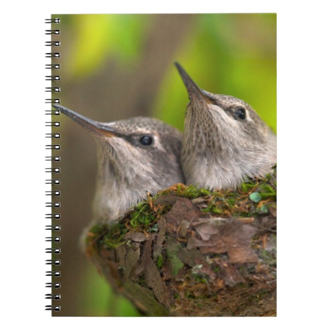 Baby hummingbirds notebook (Front)