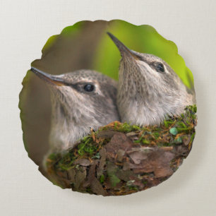 Baby hummingbirds round cushion