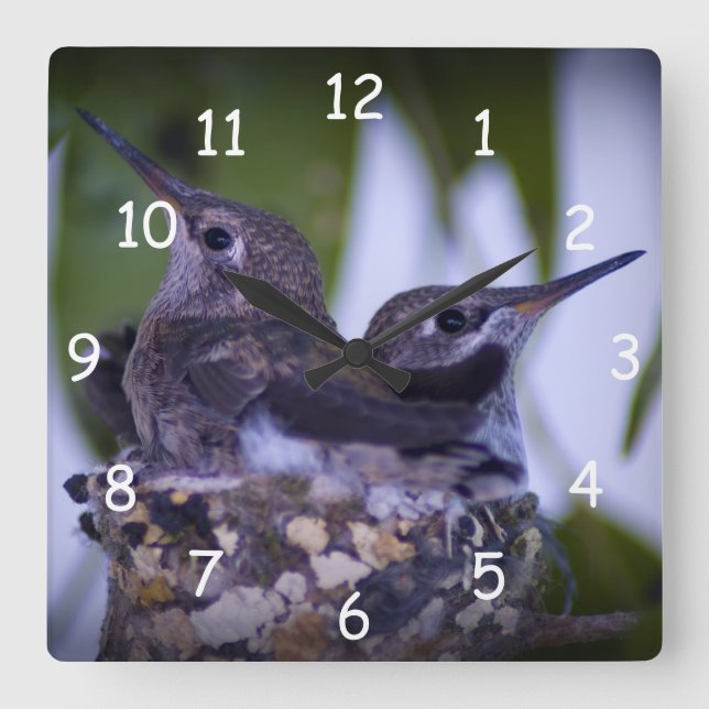Baby Hummingbirds Square Wall Clock (Front)