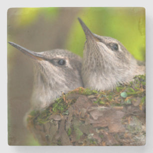 Baby hummingbirds stone coaster