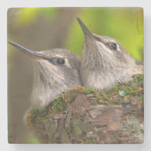 Baby hummingbirds stone coaster (Front)