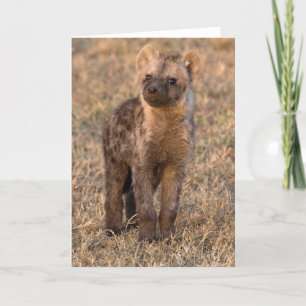 Baby Hyena Cards