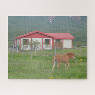 Baby Icelandic Horse on Farm Jigsaw Puzzle
