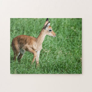 Baby Impala in Lush Green Grass Jigsaw Puzzle
