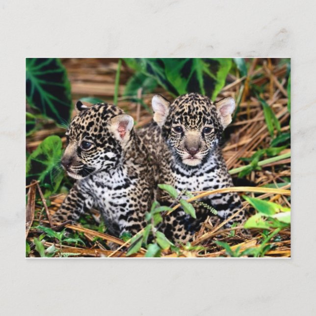 Baby jaguars postcard (Front)