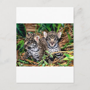 Baby jaguars postcard