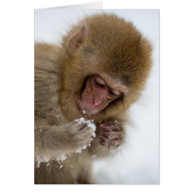 Baby Japanese Macaque | Snow Monkey (Front)