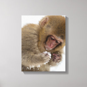 Baby Japanese Macaque Snow Monkey Canvas Print